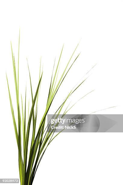 tall grass - long grass stock pictures, royalty-free photos & images