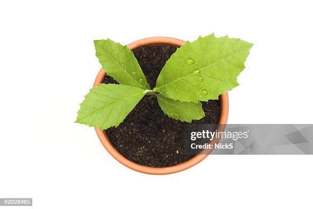 vida nova - vaso de flor imagens e fotografias de stock
