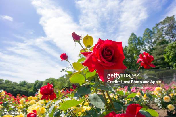 spring rose flowers - rosenträdgård bildbanksfoton och bilder