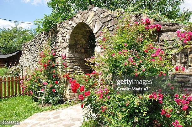 rose garden - garden gate rose stock pictures, royalty-free photos & images