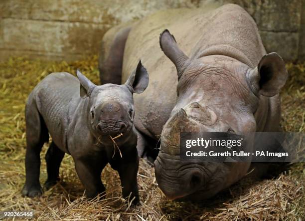 Two-week-old unnamed female black rhino calf with her mother Solio in her indoor enclosure at Port Lympne Reserve near Ashford, Kent.