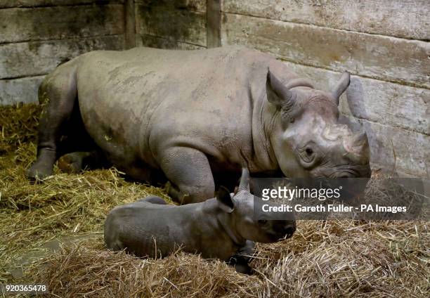 Two-week-old unnamed female black rhino calf with her mother Solio in her indoor enclosure at Port Lympne Reserve near Ashford, Kent.