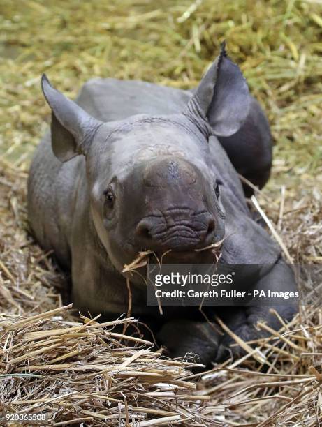 Two-week-old unnamed female black rhino calf in her indoor enclosure at Port Lympne Reserve near Ashford, Kent.