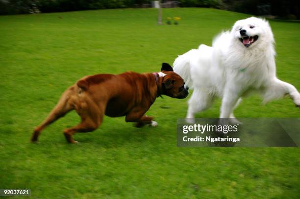 Boxer Dog Playing Photos and Premium High Res Pictures - Getty Images
