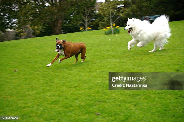 Dog Chasing Off 5,520 Dog Chasing Stock Photos, High-Res Pictures, and Images - Getty ...