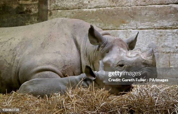 Two-week-old unnamed female black rhino calf with her mother Solio in her indoor enclosure at Port Lympne Reserve near Ashford, Kent.