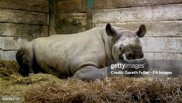 Two-week-old unnamed female black rhino calf with her mother Solio in her indoor enclosure at Port Lympne Reserve near Ashford, Kent.