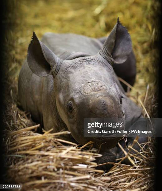 Two-week-old unnamed female black rhino calf in her indoor enclosure at Port Lympne Reserve near Ashford, Kent.