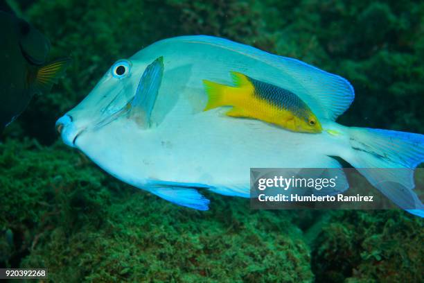 cleaning station. - blauer doktorfisch stock-fotos und bilder