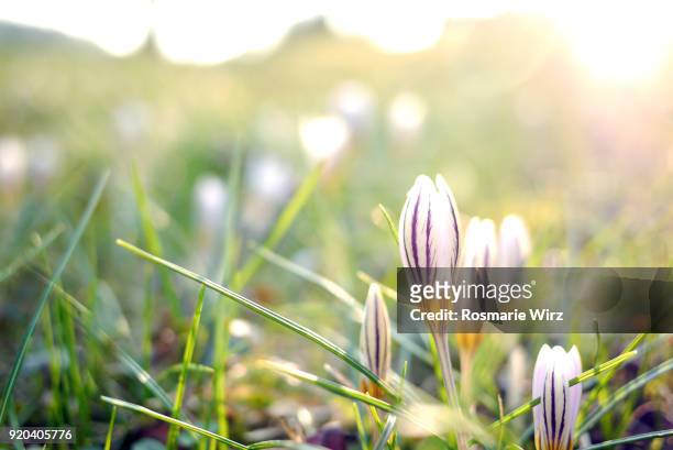 first spring crocus (crocus versicolor) - back lit flower stock pictures, royalty-free photos & images