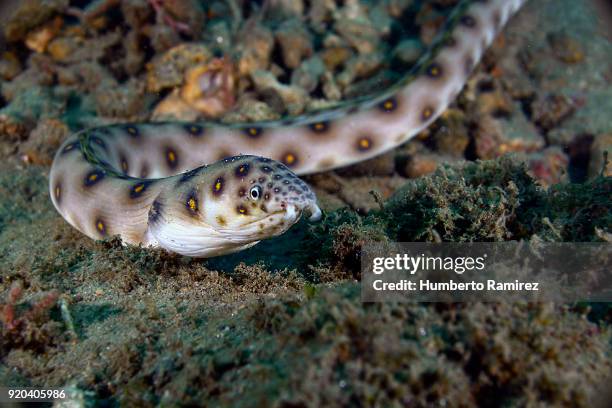 goldspotted eel. - saltwater eel stockfoto's en -beelden