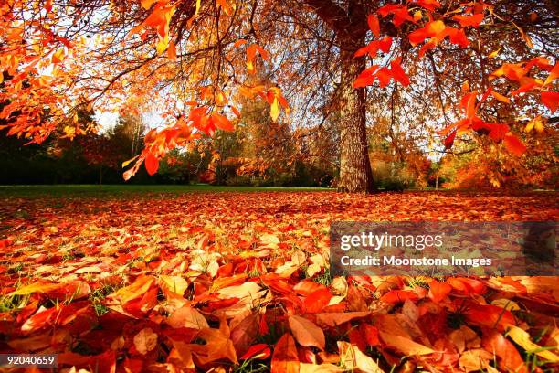 queda no east sussex, inglaterra - east grinstead imagens e fotografias de stock