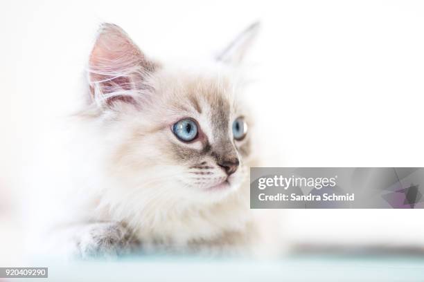 ragdoll kitten - cat with blue eyes stock pictures, royalty-free photos & images