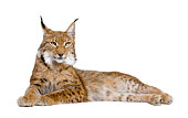 5 year old Eurasian Lynx on a white background