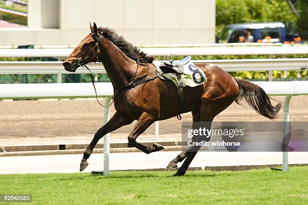 carreras de caballos de accidente - racing horses fotografías e imágenes de stock