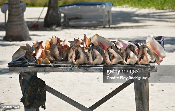 isla saona - seashells - playas - scute stock pictures, royalty-free photos & images