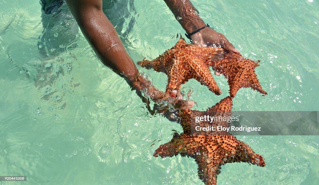 Starfish - Isla Saona - Bayahibe