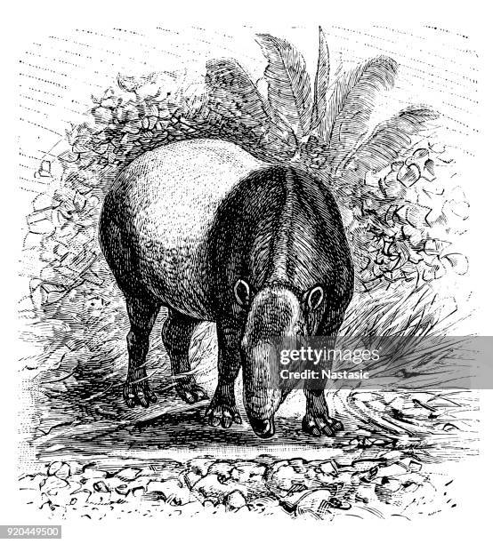 illustrazioni stock, clip art, cartoni animati e icone di tendenza di tapiro malese (tapirus indicus) - tapiro della malesia
