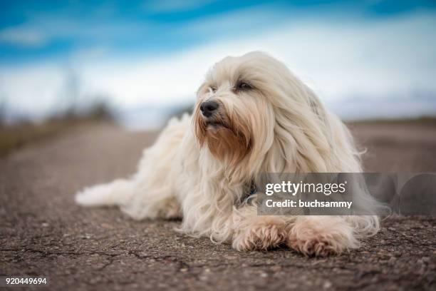 weißer havaneser - havanese stock pictures, royalty-free photos & images