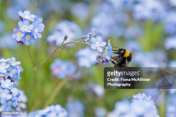 bumblebee pollinating forget-me-not flowers - vergissmeinnicht stock-fotos und bilder