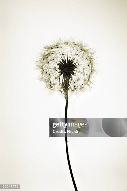 diente de león - dispersal botany fotografías e imágenes de stock