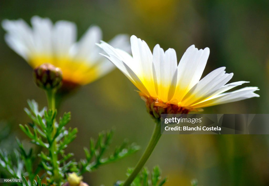 Daisies in bloom in spring