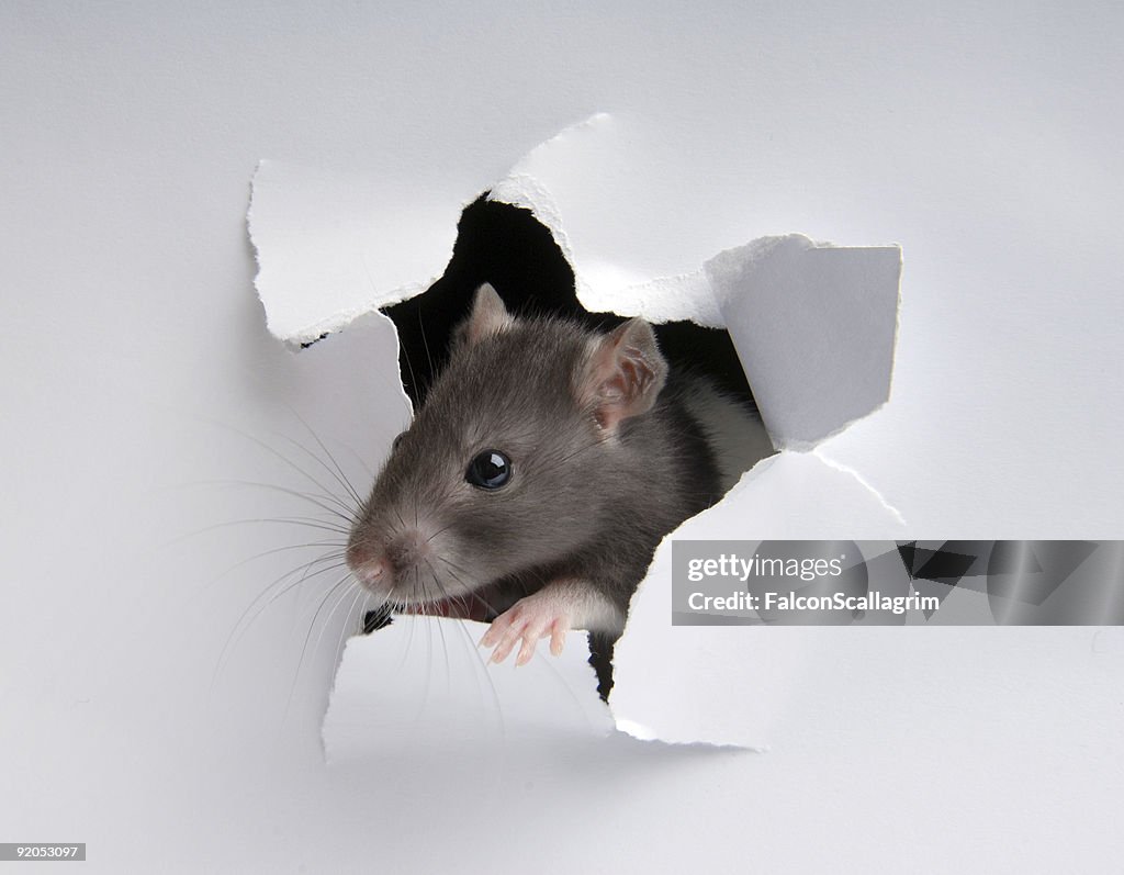 Rat in the paper hole