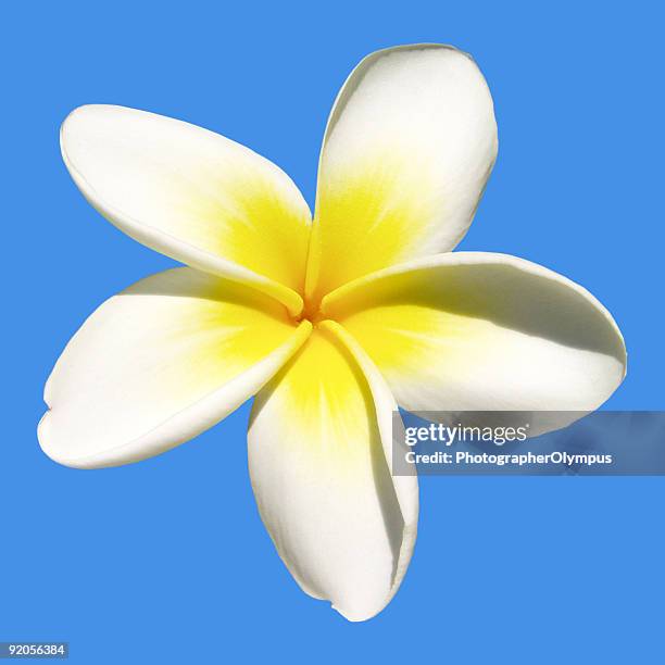 5,122 Blue Jasmine Stock Photos, High-Res Pictures, and Images
