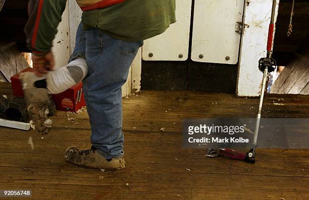 Shearer puts on his moccasins on at the start of a day of spring shearing at Cherry Hill Pastoral Company property on October 19, 2009 in Uralla,...