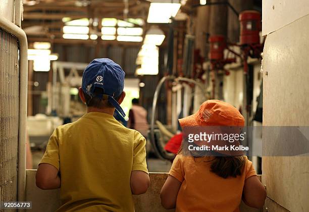 Nick and Emma Page watch during spring shearing at Cherry Hill Pastoral Company property on October 19, 2009 in Uralla, Australia. Shearing in...