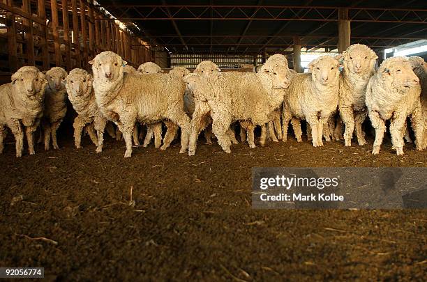 Sheep stand in a holding pen at the start of a day of spring shearing at Cherry Hill Pastoral Company property on October 19, 2009 in Uralla,...