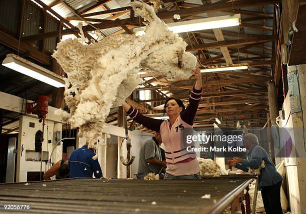 Rouseabout Reanne Brown tosses a fleece on the table during spring shearing at Cherry Hill Pastoral Company property on October 19, 2009 in Uralla,...