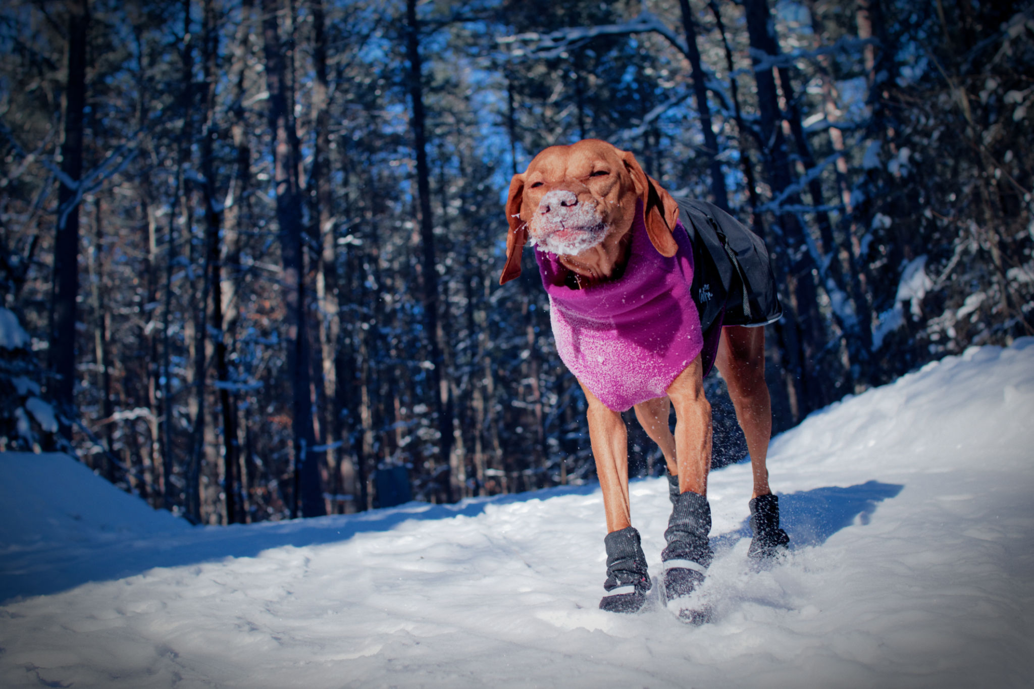 dog boots winter