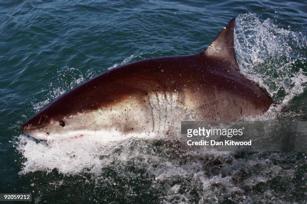 Great White Shark is attracted by a lure on the 'Shark Lady Adventure Tour' on October 19, 2009 in Gansbaai, South Africa. The lure, usually a tuna...