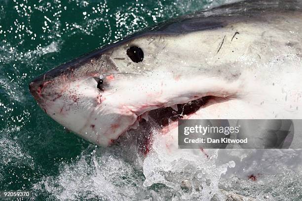 Great White Shark is attracted by a lure on the 'Shark Lady Adventure Tour' on October 19, 2009 in Gansbaai, South Africa. The lure, usually a tuna...