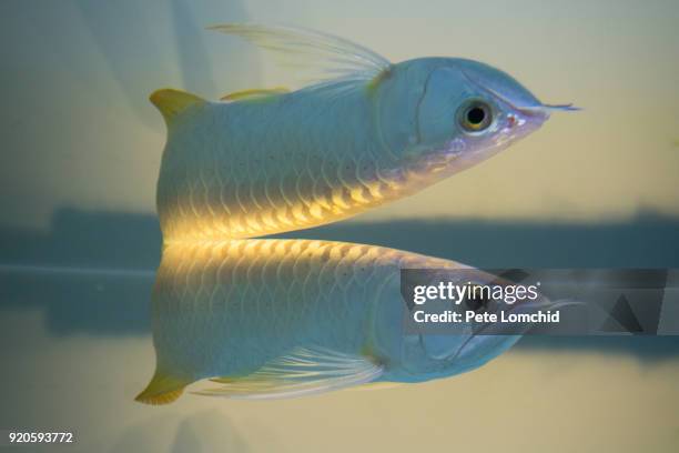 arowana fish - arowana stock pictures, royalty-free photos & images