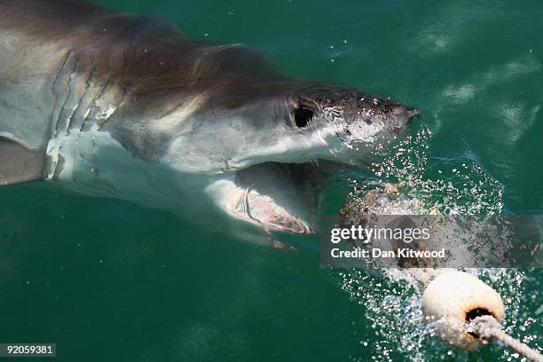 Great White Shark is attracted by a lure on the 'Shark Lady Adventure Tour' on October 19, 2009 in Gansbaai, South Africa. The lure, usually a tuna...