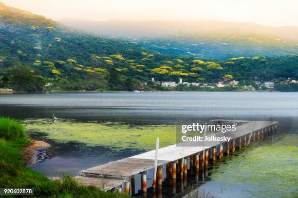 hölzerne pier an einer lagune mit einem wald von blühenden bäumen im hintergrund - florianopolis stock-fotos und bilder