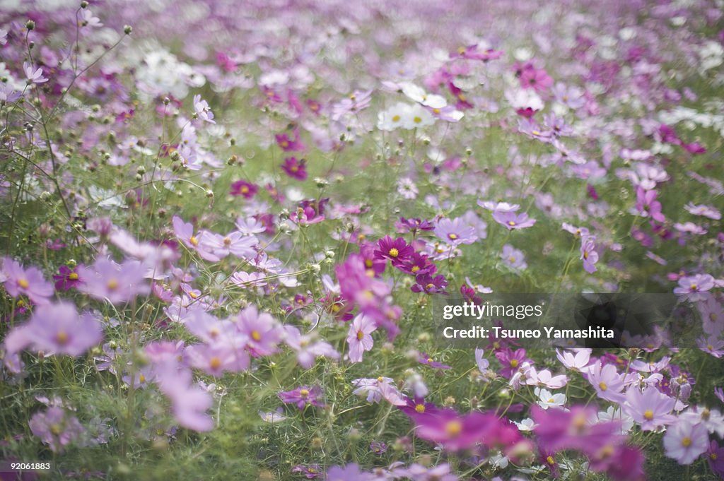 Cosmos field