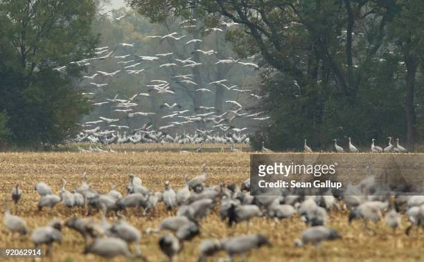 Cranes take to flight while others feed on a farmer's field on October 20, 2009 near Linum, Germany. The marshland near Linum becomes host to...