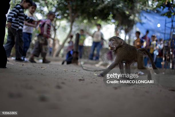 Monkey hunts for food thrown by Palestinian schoolchildren visiting a private zoo in the southern Gaza Strip town of Rafah on October 3, 2009. Zoo...