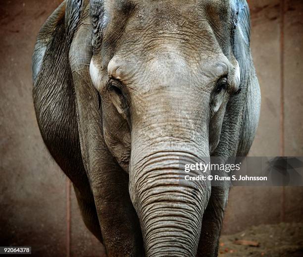 48 Rune Johnsson Stock Photos, High-Res Pictures, and Images - Getty Images