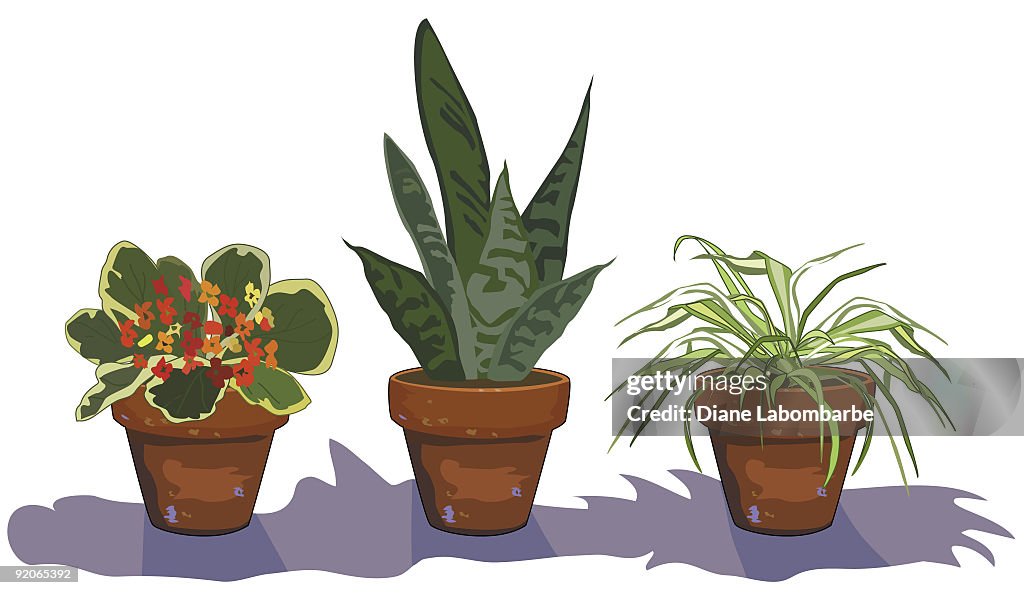 Three Potted Houseplants in Terra Cotta Flower Pots