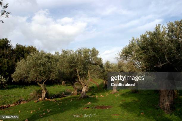 gethsemane - garden of gethsemane stock-fotos und bilder