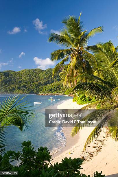palm-fringed anse forbans, mahe, seychelles - seychelles stock pictures, royalty-free photos & images