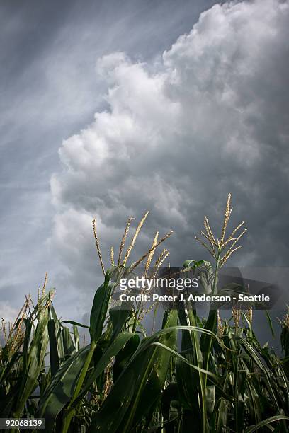 cornstalks under a stormy sky - iowa stock pictures, royalty-free photos & images