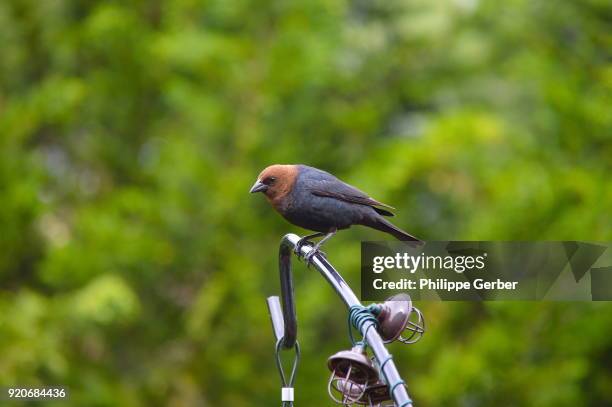 brown-headed cowbird, pennsylvania - cowbird stock pictures, royalty-free photos & images