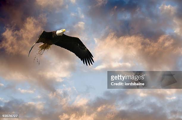 creazione di una casa - eagle nest foto e immagini stock