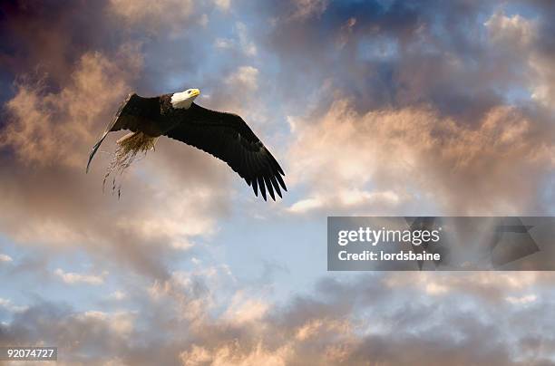 criar uma página inicial - eagles nest imagens e fotografias de stock