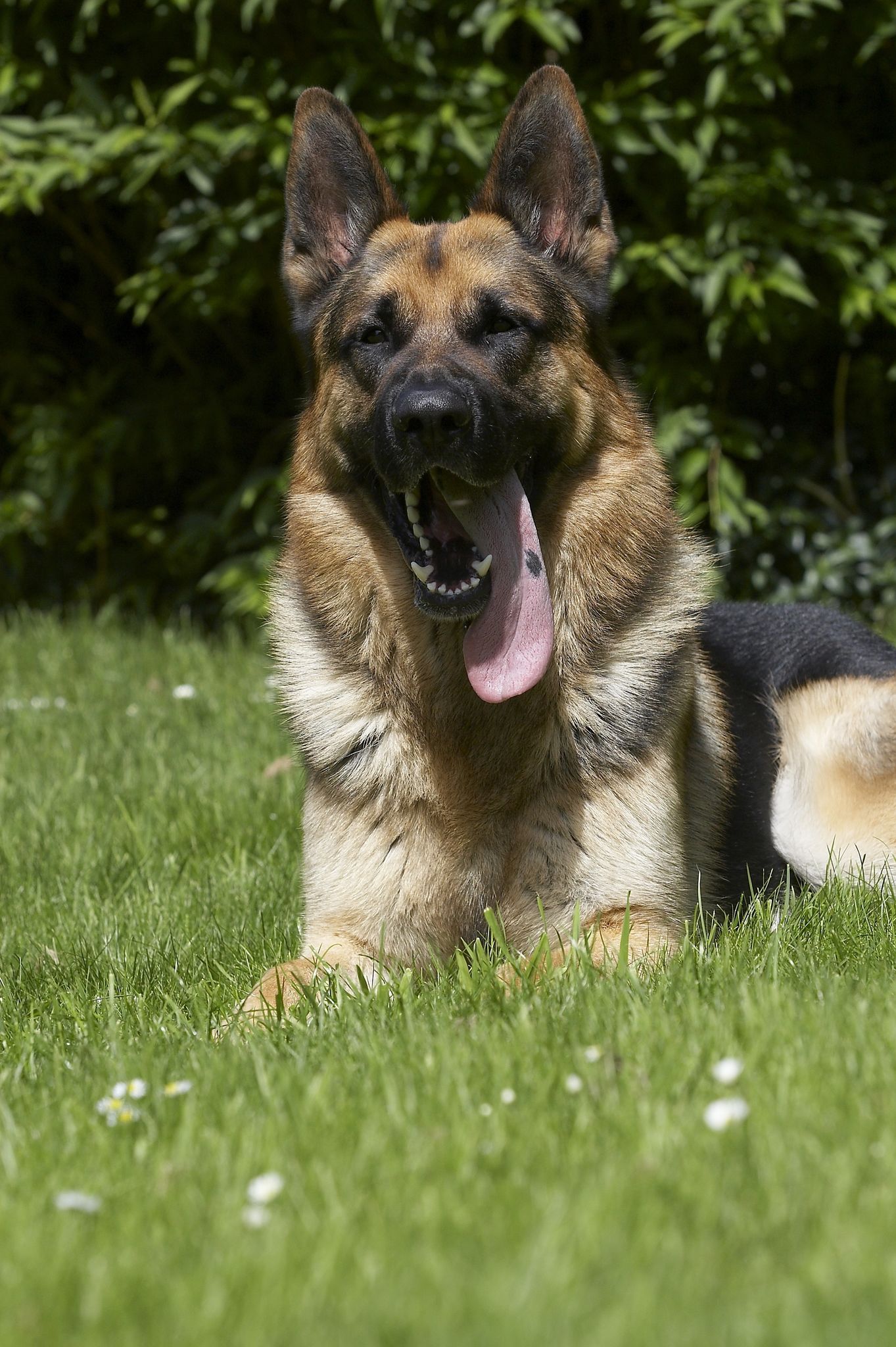 akc german shepherd pedigree